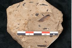 Foto (Detailansicht) von Pinus palaeostrobus Ettingshausen (NHMW-GEO-2024-0188-8261)